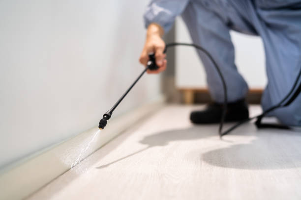 Certified termite inspector examining foundation in Chicago